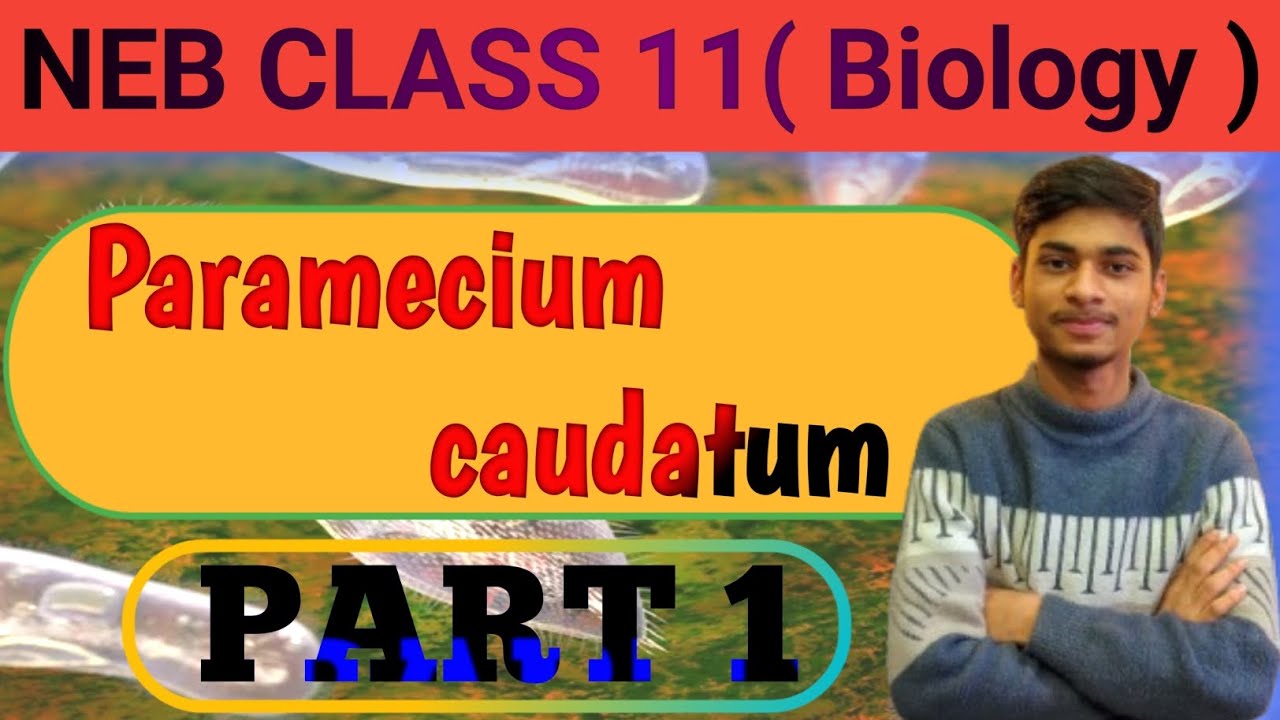 NEB ||Class11 || Biology ( Zoology ) || Paramecium caudatum ||  PART 1