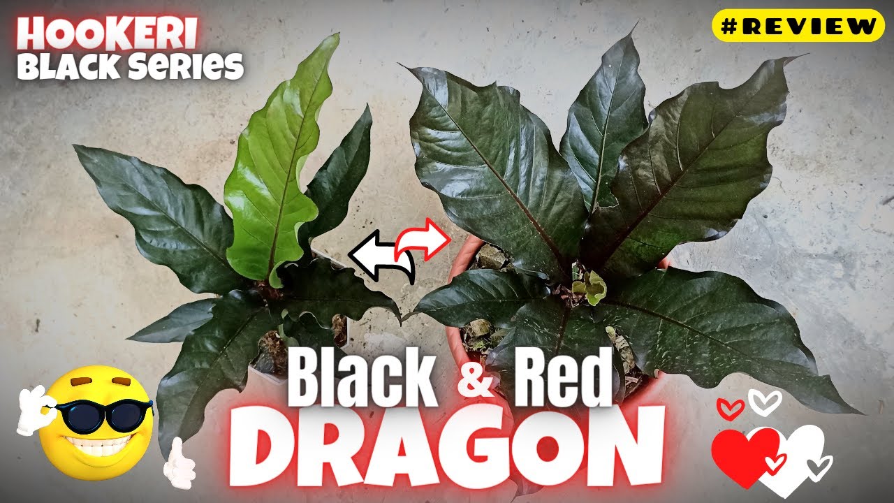 Hookeri BLACK DRAGON dan Hookeri RED DRAGON | Hookeri Black Series