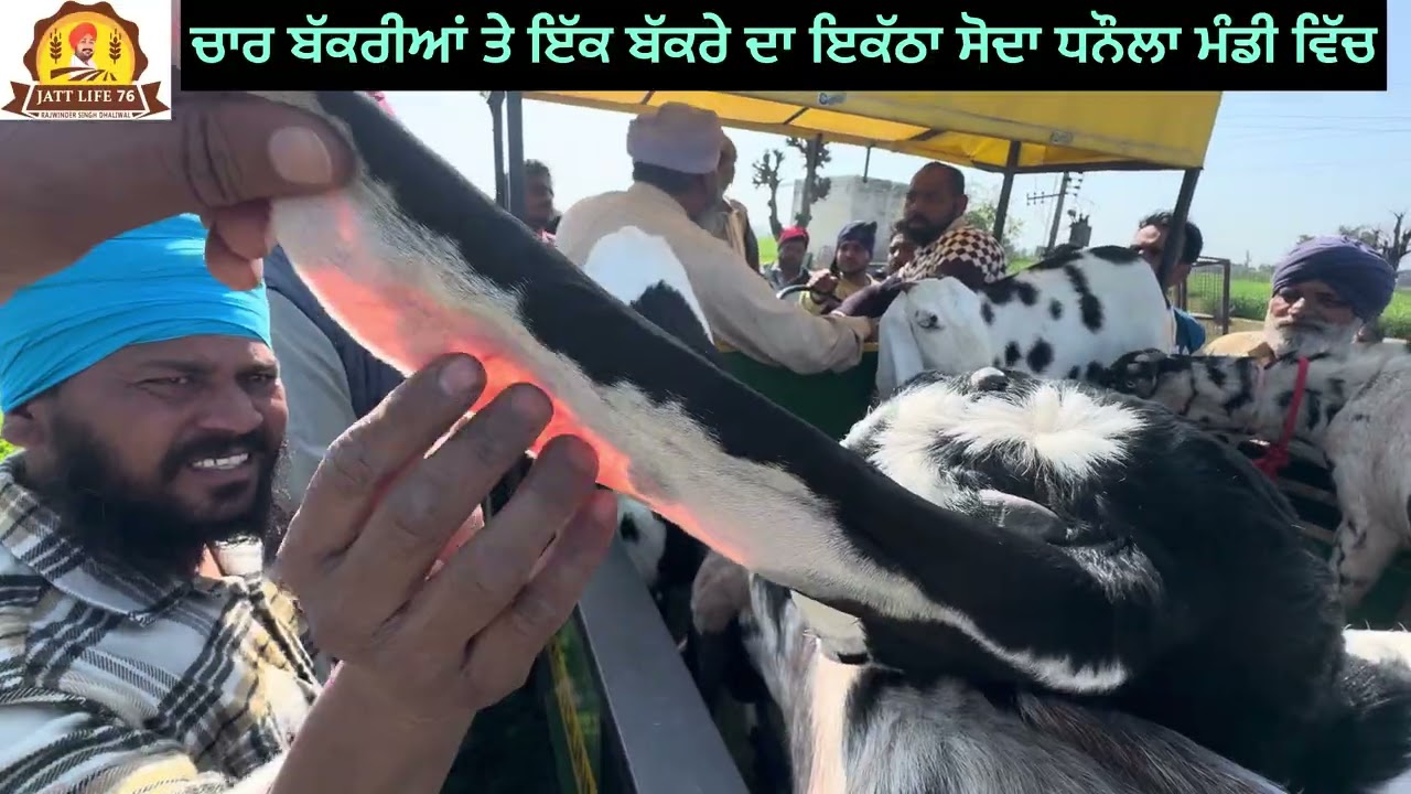 ਧਨੌਲਾ ਬੱਕਰਾ ਮੰਡੀ ਵਿੱਚ ਚਾਰ ਬੱਕਰੀਆਂ ਤੇ ਇੱਕ ਬੱਕਰੇ ਦਾ ਇਕੱਠਾ ਸੋਂਦਾ ਵੇਖੋ ਵੀਡੀਓ 📷 ਵਿੱਚ ਵੀਡੀਓ ਨੂੰ ਸ਼ੇਅਰ ਕਰੋ