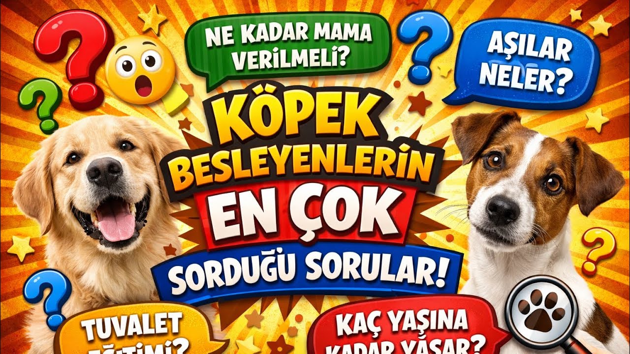Köpek Sahiplerinin En Çok Sorduğu Soruları Yanıtladık neler Bunlar ?  #köpek #dog 