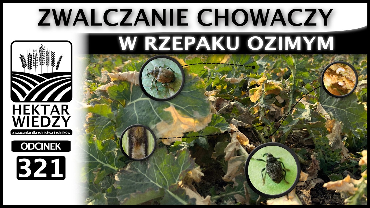 ZWALCZANIE CHOWACZY W RZEPAKU OZIMYM. | ODCINEK 321