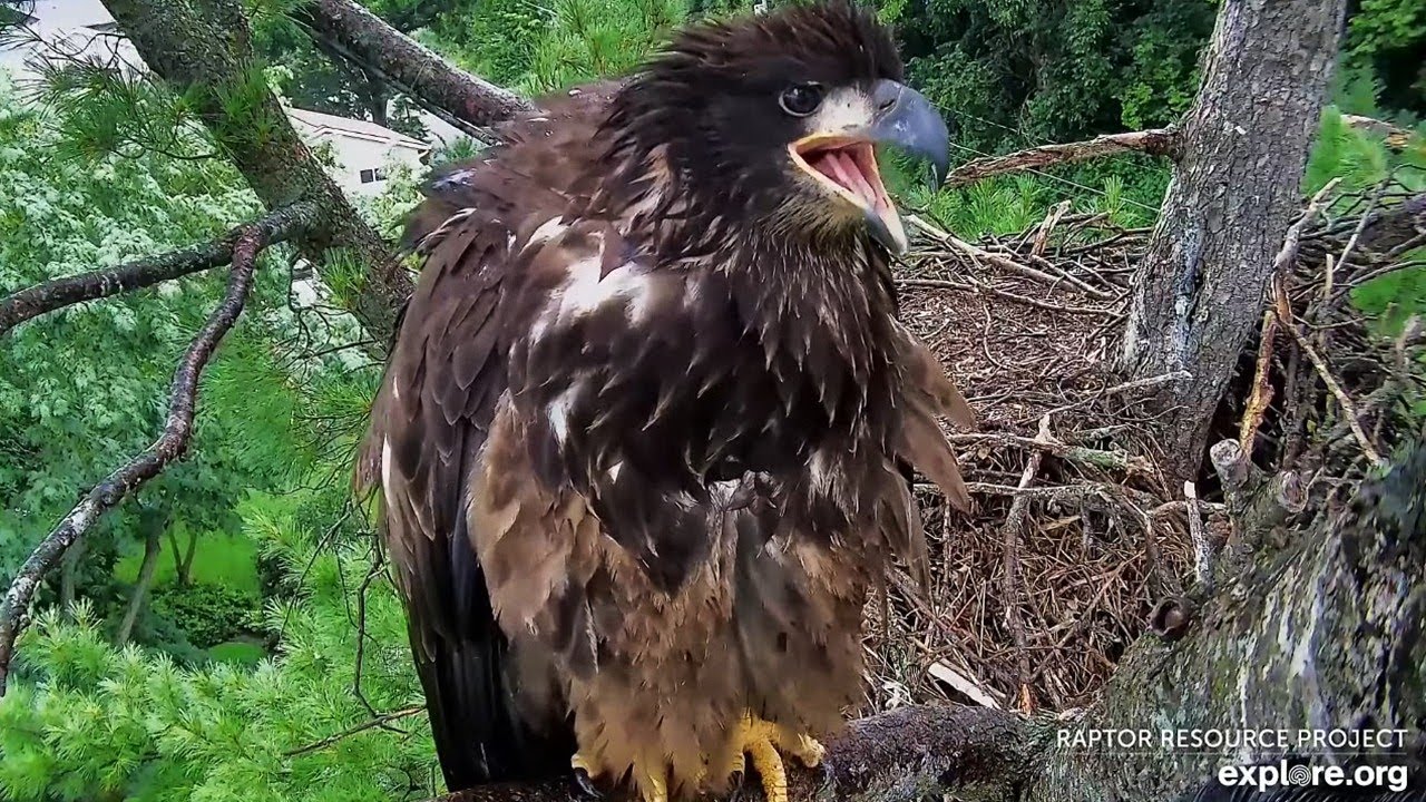 Trempealeau Bald Eagles🦅TE3 Squees📢♾️ Eats🐋 Defends🛡️Naps💤 Soars 2+ Minutes✈️explore.org 2025 Aug 10