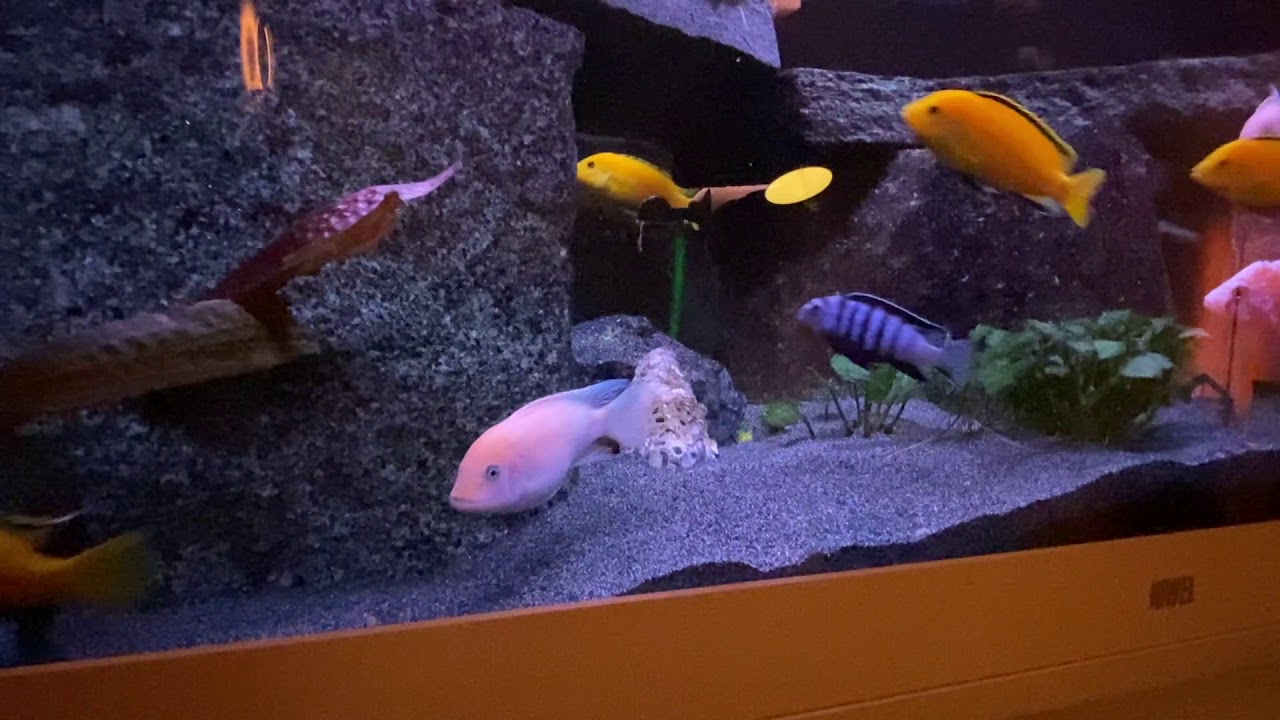 Malawi Cichlids / Buntbarsche are fighting