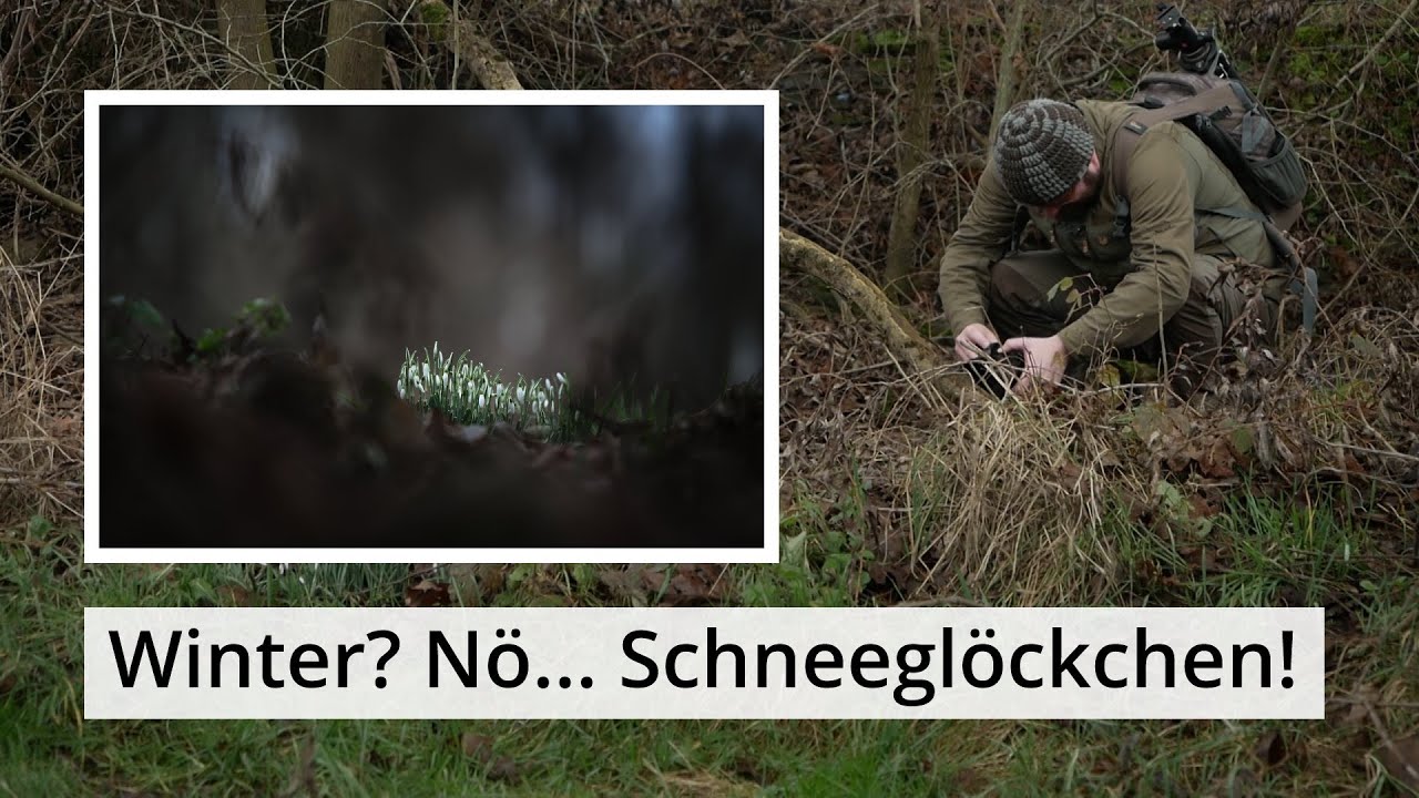 Naturfotografie: Wer braucht schon WINTER? Erste SCHNEEGLÖCKCHEN!