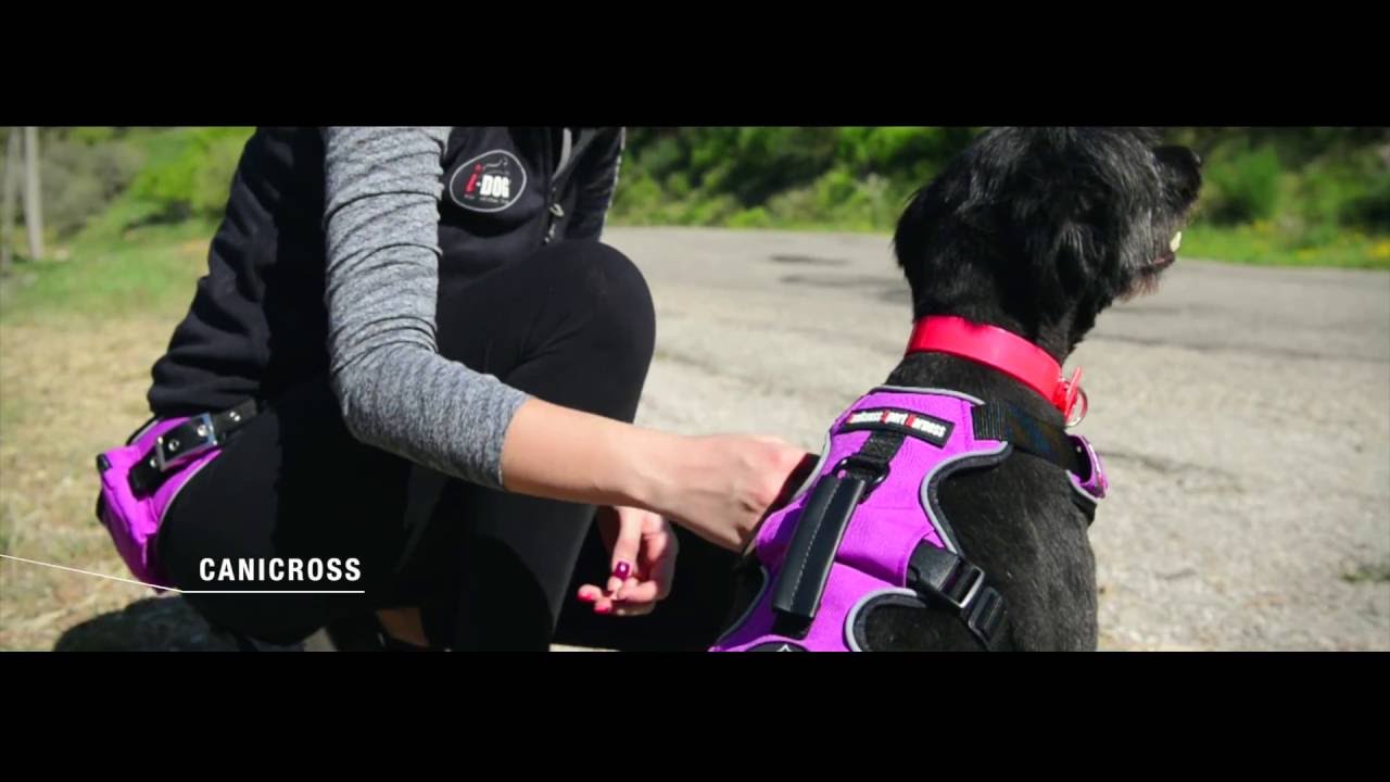 Game sport I-DOG, harnais canicross, ceinture canicross, laisse canicross, canimarche et canivtt.