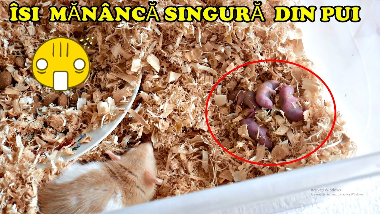 NU POT SĂ CRED !! Și-a MÂNCAT SINGURĂ PUII🐭 și ALȚII AU MURIT 😭 câți pui mai are?