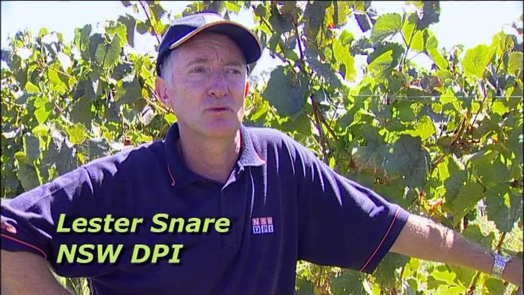 Peak time to pick top wine