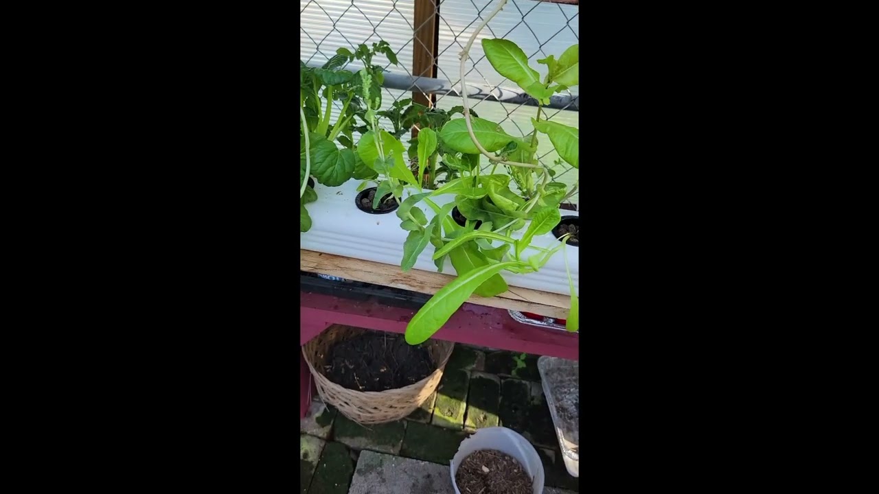Hydroponics: Leggy Lettuce in My Kratky Gutters