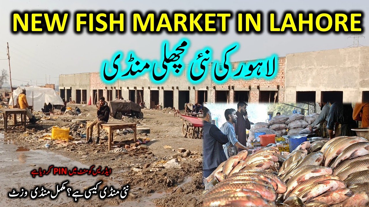 New Fish Mandi Lahore | Machli Mandi Lahore | New Fish Market in Lahore | Fish Mandi Shahdara