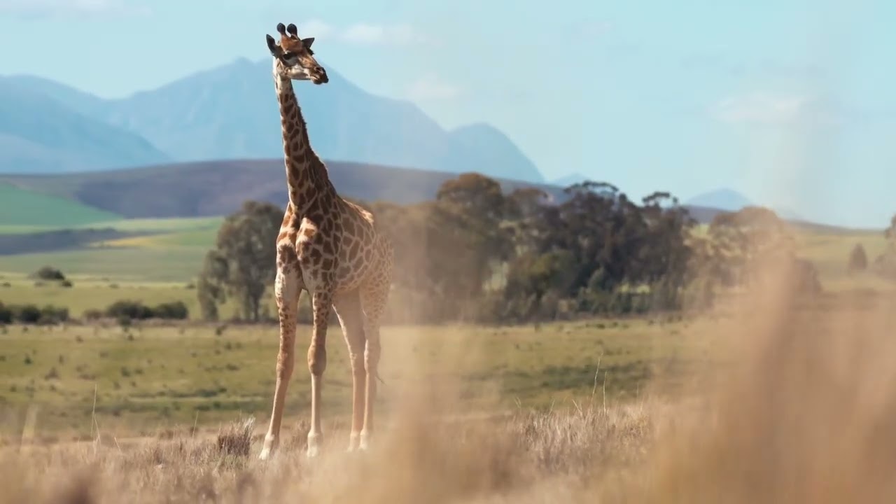 AFRICA 4K ~ Breathtaking Wildlife~ Tribal Music ~ Relaxation Film ~ Nature 4k Video UltraHD