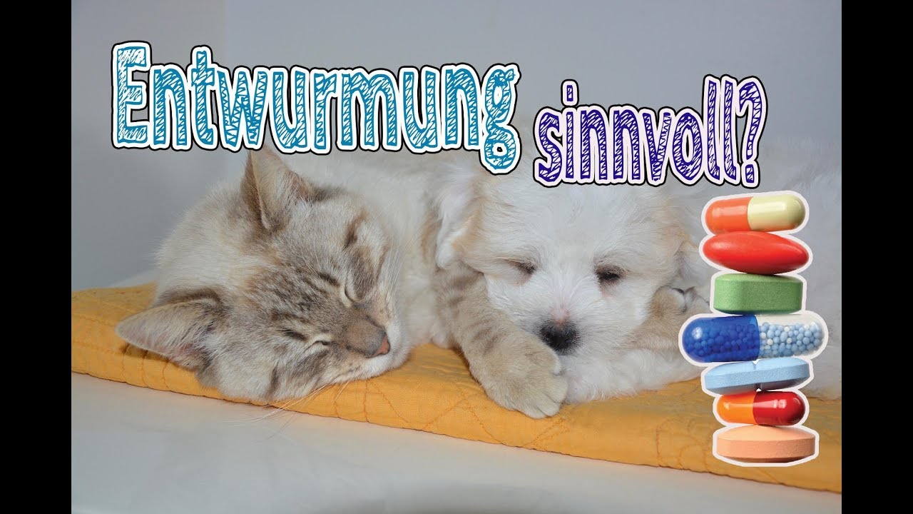 Entwurmung bei Hund und Katze | wie oft entwurmen & Alternativen