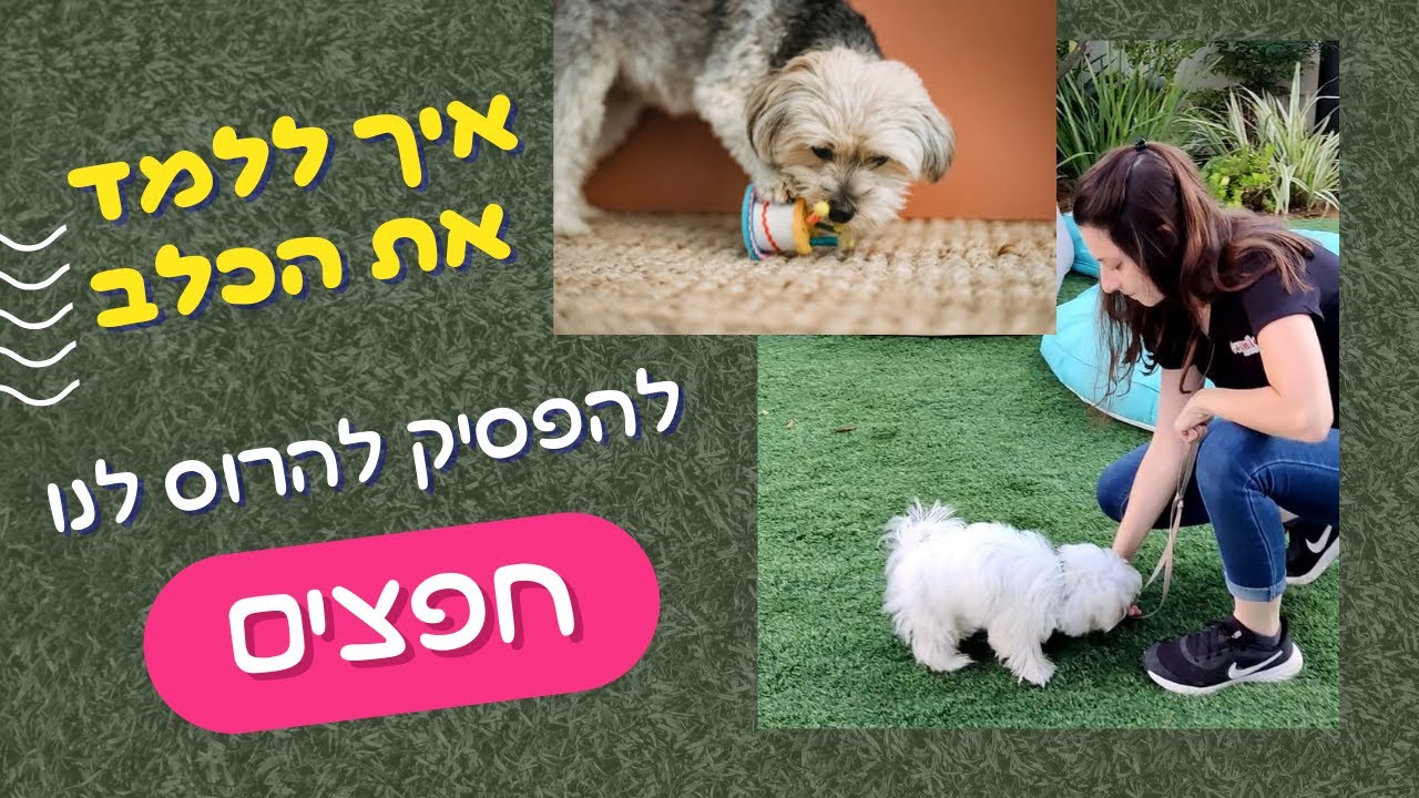 איך ללמד את הגור לא להרוס חפצים בבית? לא לאכול מהרצפה. לאלף את הגור.