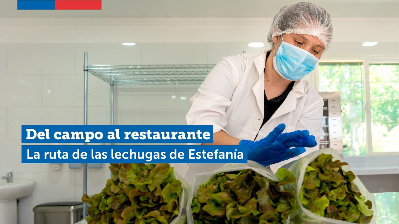 Del campo al restaurante: la ruta de la lechuga de Estefanía