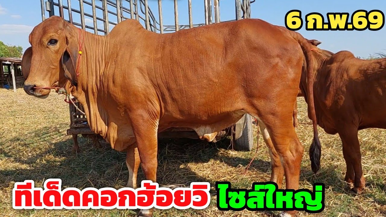 ทีเด็ดคอกฮ้อยวิ ของดีเมืองน้ำดำ‼️วัวงามราคาน่าจับจอง วัวเฟรมใหญ่ มาที่นี่ไม่มีผิดหวัง 6 ก.พ.69