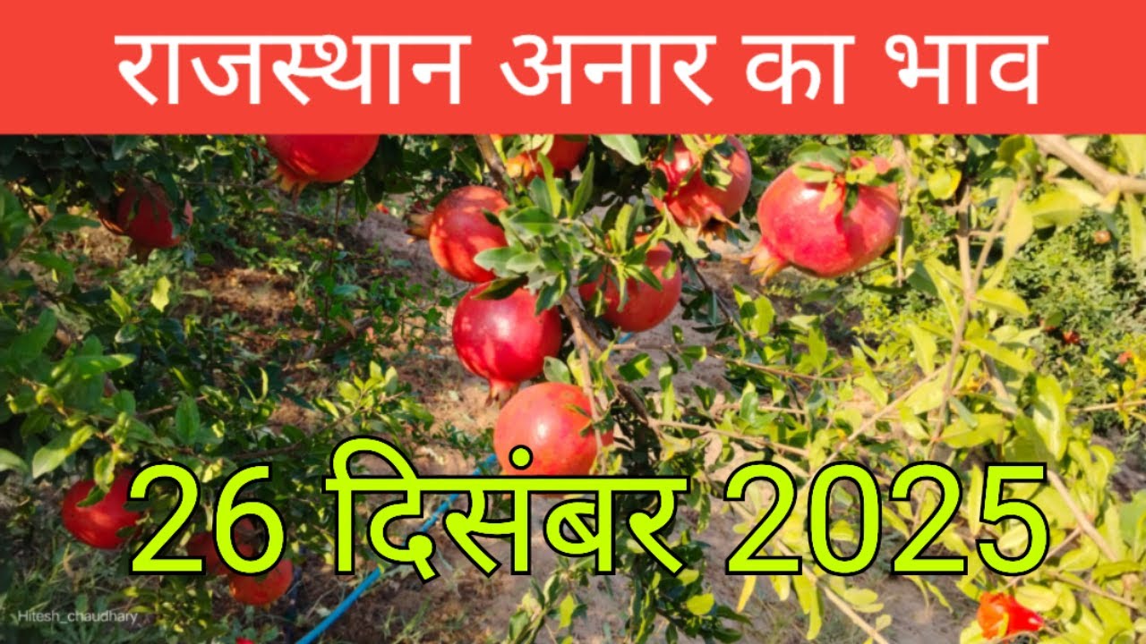 Rajasthan Anar Mandi Auction Today | Fresh Pomegranate Rate | Anar Bhav Aaj Ka | Mandi Live