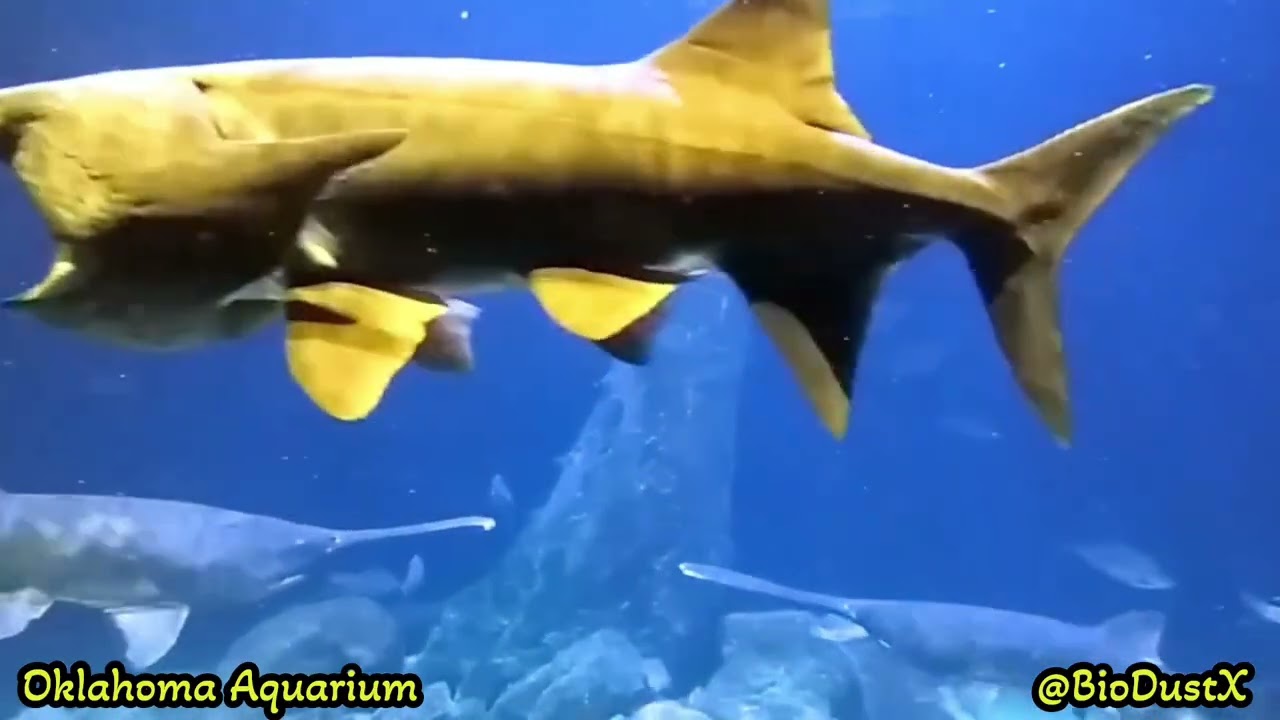 Oklahoma Aquarium - Sneak Peek Behind the Scenes of the Shark Tank -