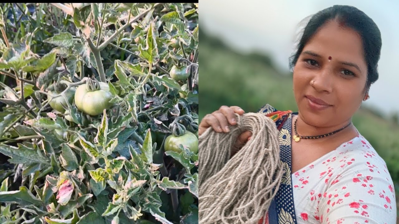 टमाटर की कैसे खेती की जती है, जय माता दी 🌺🙏🌺,