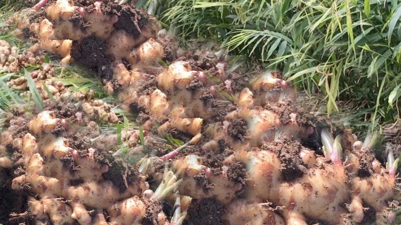 Выращивание имбиря, выращивание и сбор урожая
