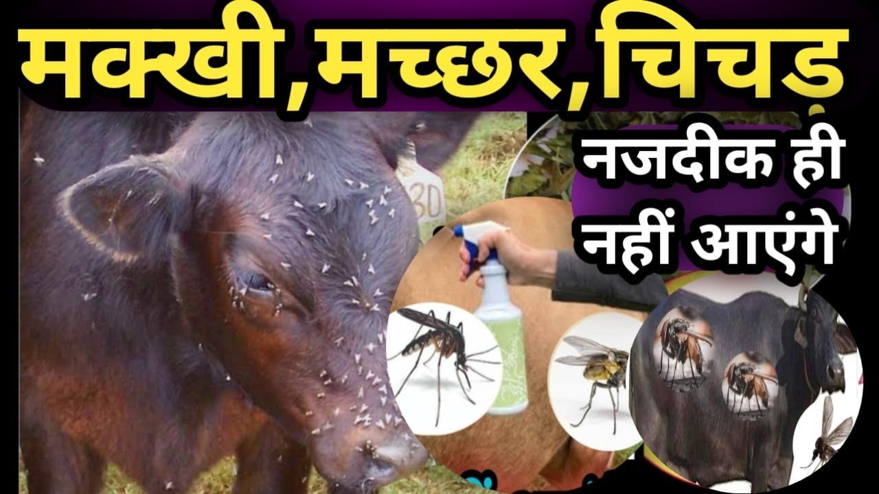 ✅मक्खी,मच्छर,चिचड़ नजदीक ही नहीं आएंगे Pashuon ko Makhi Machar Chichad Se kaise Bachaye
