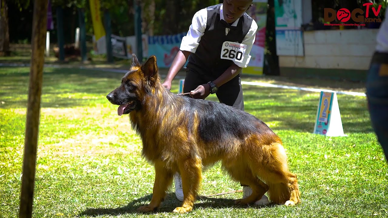 BEST GSD DOGS @ DOG CLUB OF EAST AFRICA SHOW PART TWO