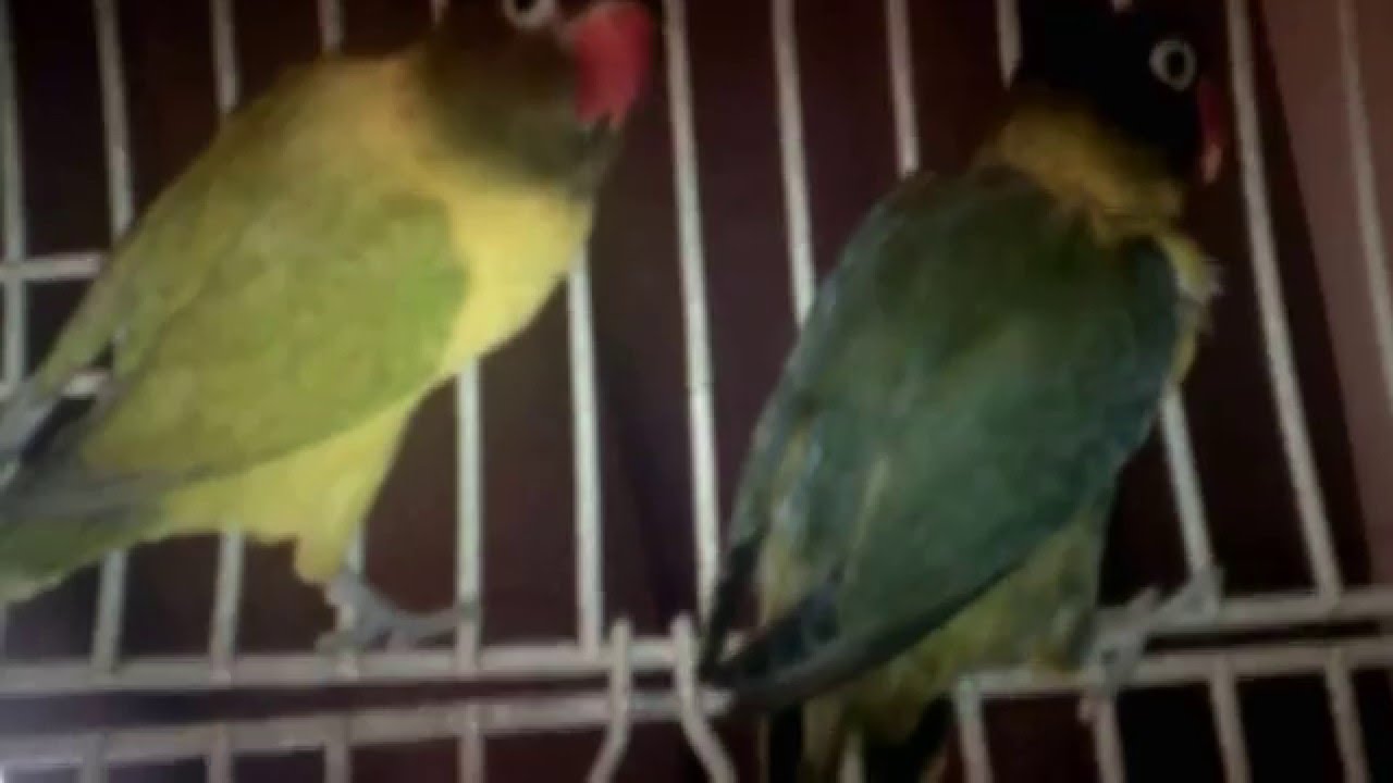 Presentación Agapornis. Temp. 2016.(Vídeo 1 ) AgapurniHouse
