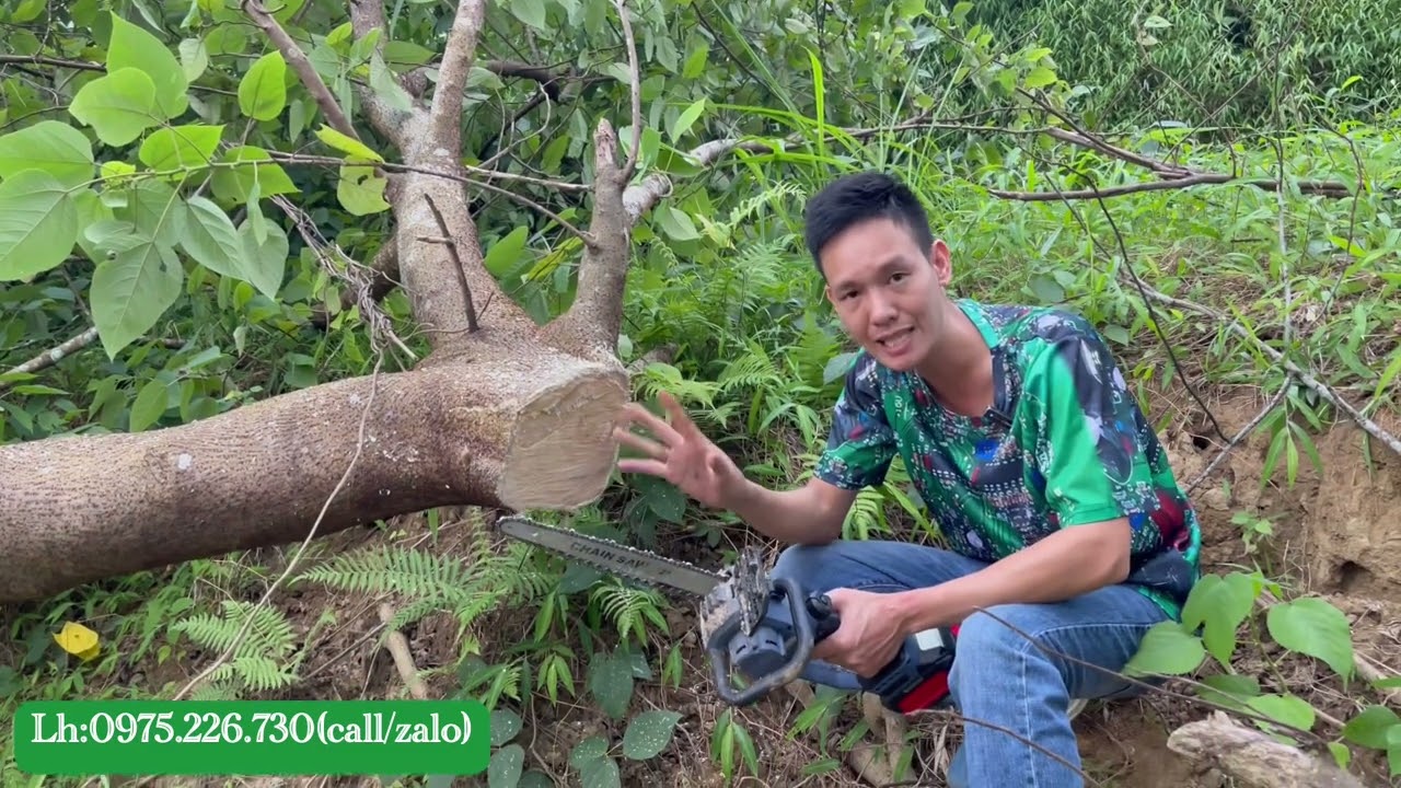 Review cưa xích dùng pin Yamasu 8 inch và 12 inch