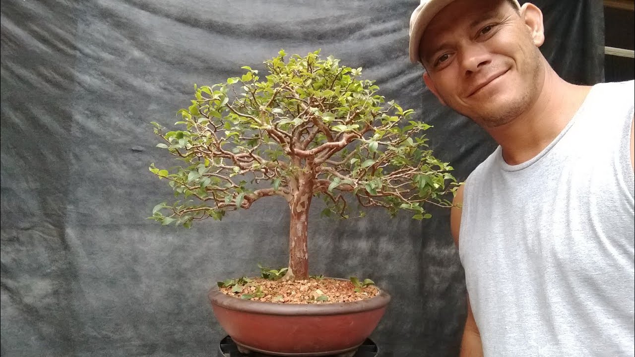 Trasplante e poda de raízes - Jaboticabeira