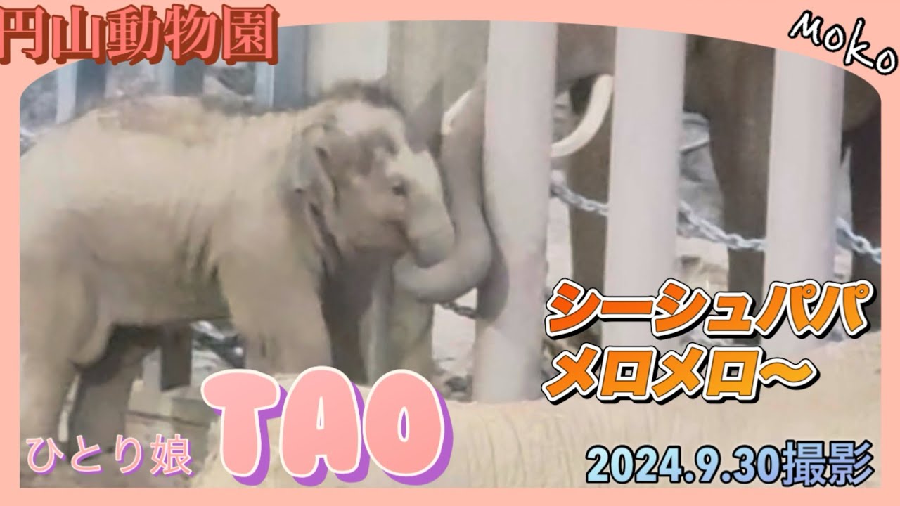 仲良し家族💗【タオ】にめろめろなパパ＆【シーシュ】の餌を奪う【パール】❣
