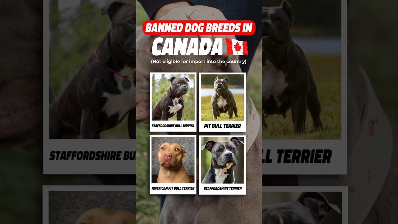 🐾❌ Restricted Breeds: Which Dogs Are Banned in #Canada? 🇨🇦 🚫🐶 #Shorts #PetTravel