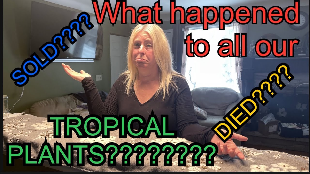What happened to all our indoor tropical plants?????? Died? Sold? Homemade solarium greenhouse