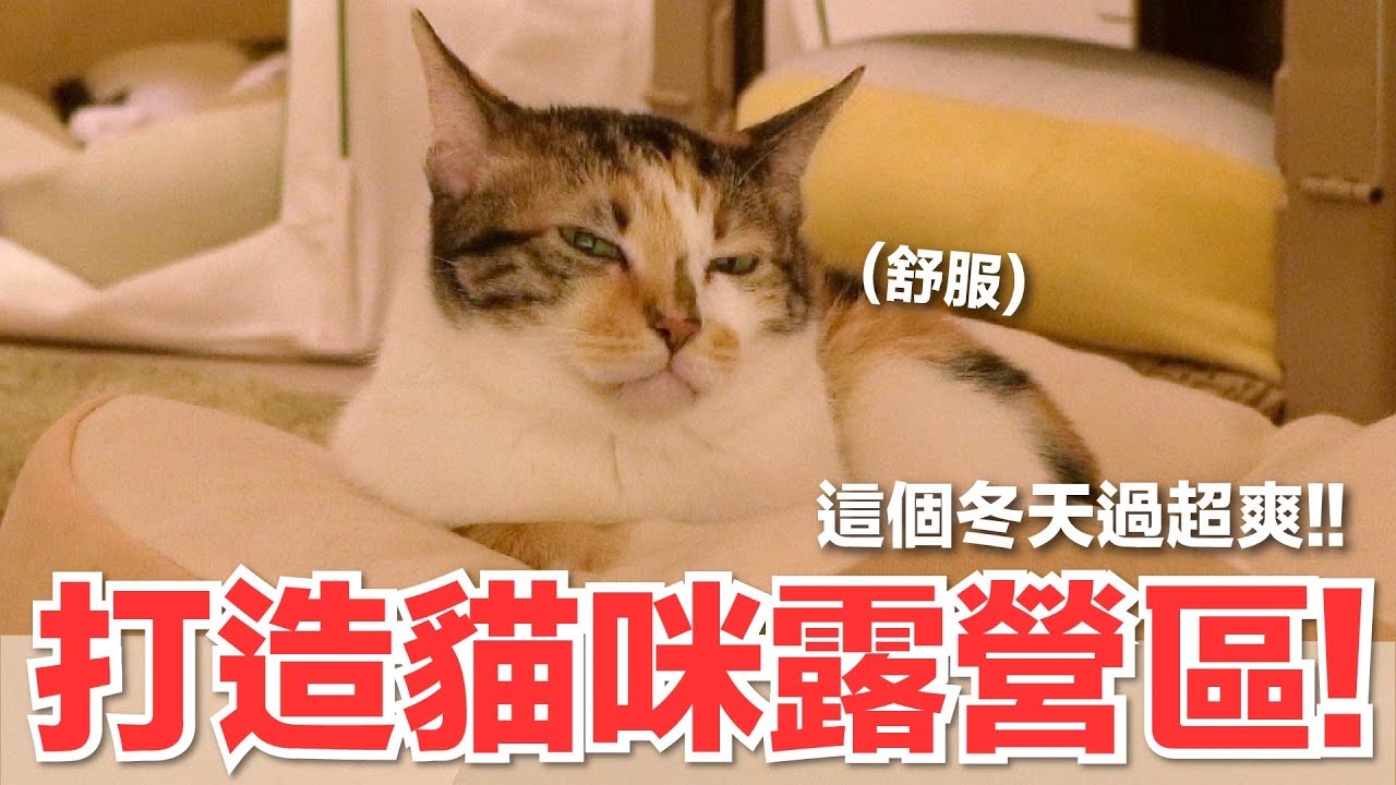 【好味小姐】打造貓咪露營區！這個冬天過超爽！｜好味貓日常208