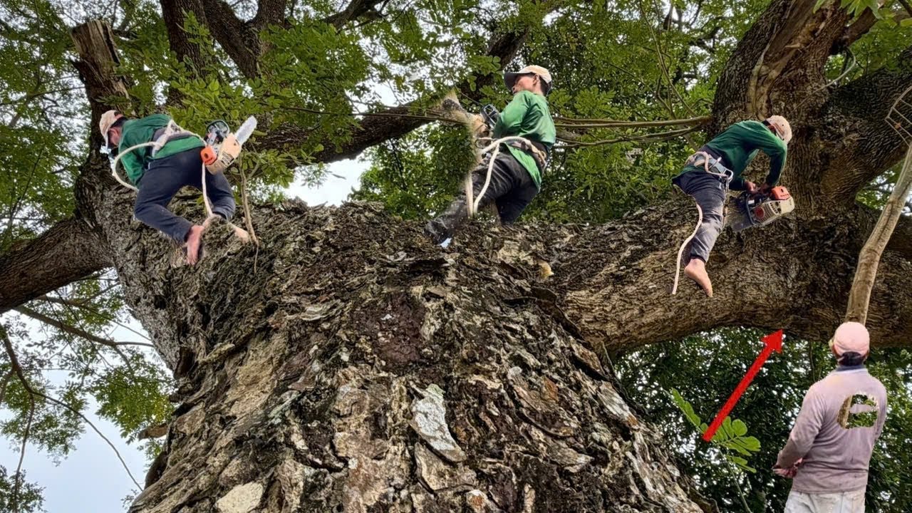 Cưa Cây Còng To,Tàn Nhánh Hình Dáng Như Bàn Tay đào Sâu 2M, Cưa Kỹ Thuật,332