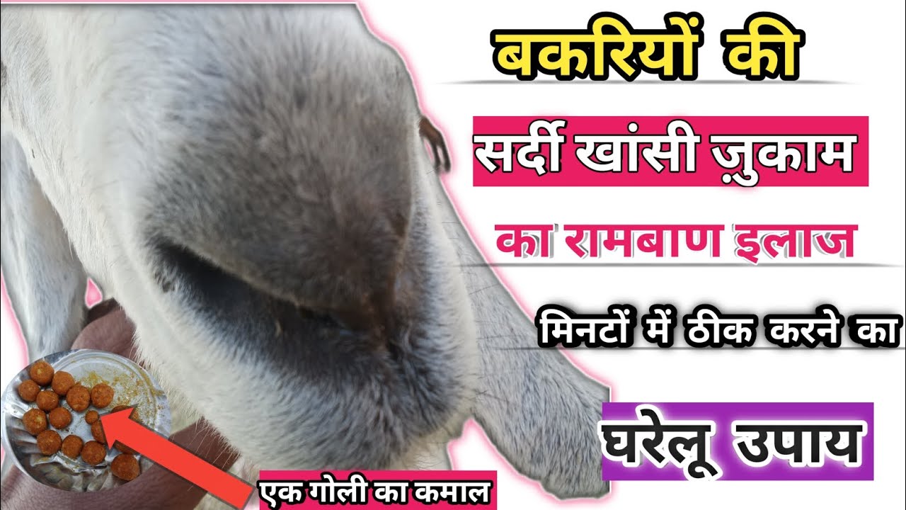 बकरियों की सर्दी खांसी ज़ुकाम का रामबाण इलाज। एक गोली से सब छूमंतर। घरेलू इलाज। देसी दवाई। देसी इलाज