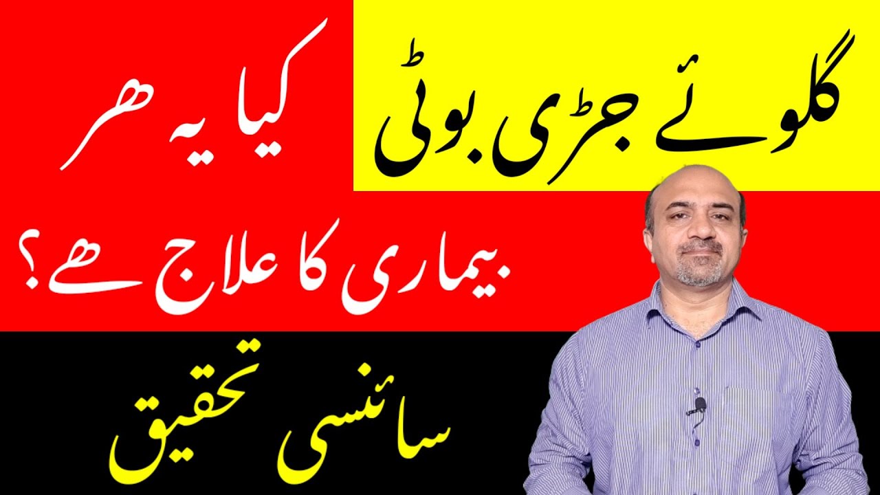 Health Benefits Of Giloy | Giloy Kay Fayde | Who Should Use Giloy | Who Should Avoid Giloy