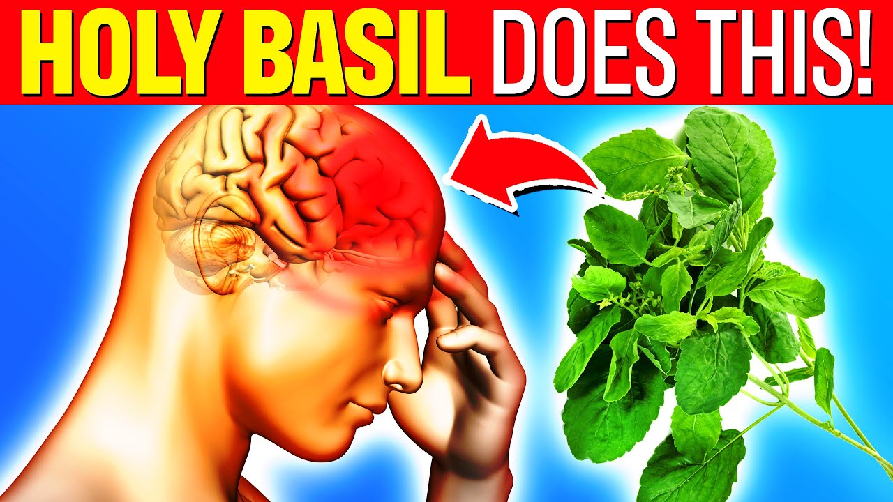 10 LIFE CHANGING Health Benefits Of HOLY BASIL (Tulsi) No One Told You