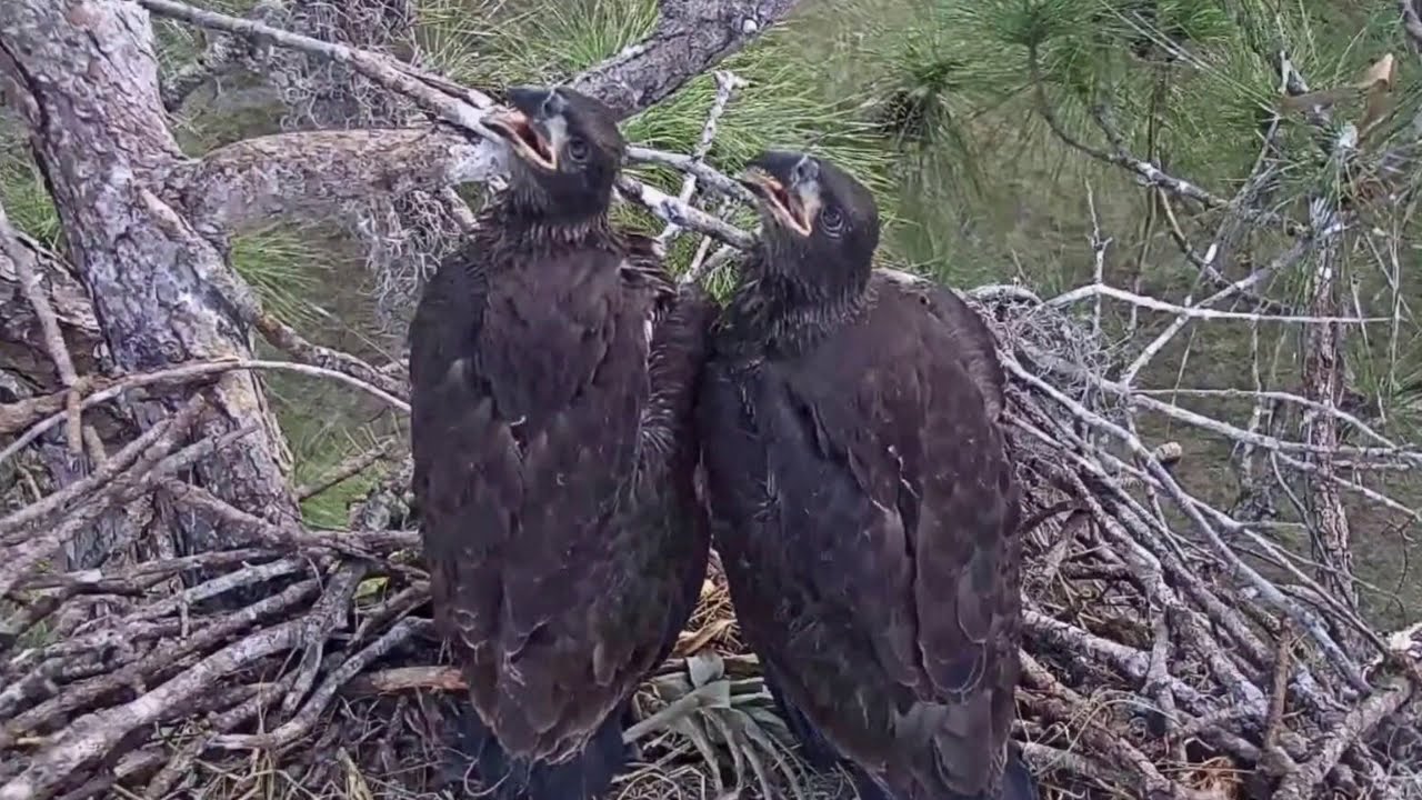 “Somewhere Out There”- Farewell Tribute to E10 & E11, Southwest Florida Eagles, SWFEC*SWFL Eagles