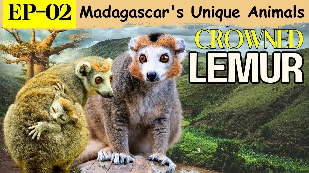 Crowned Lemur—A Rare & Endangered Primate of Madagascar | Madagascar Unique Animals