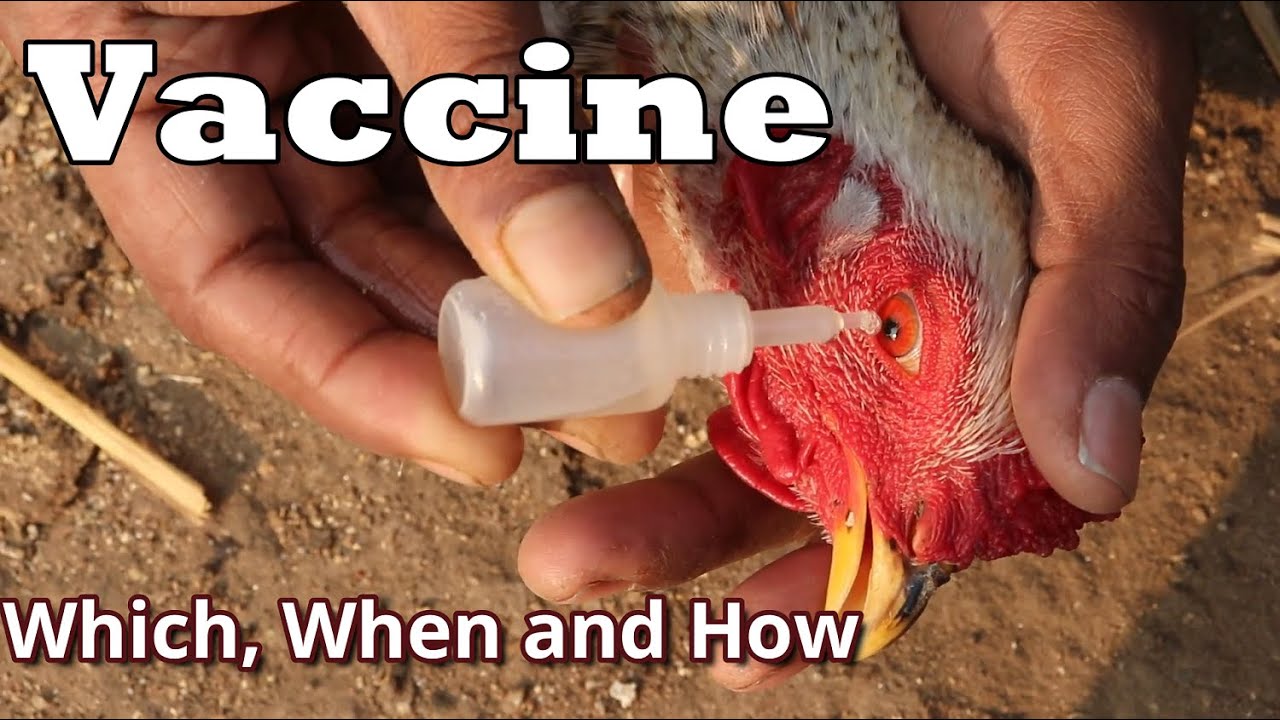 Full Vaccine Schedule for Desi Chickens || देसी मुर्गियों को  कौन सा Vaccine दे  ||
