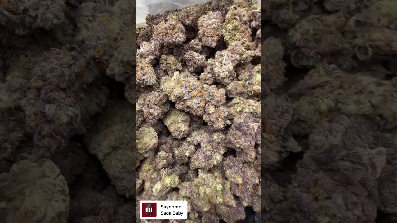 Gelato Kiss by @elev8seeds  One of my favorites Very strong on the indica