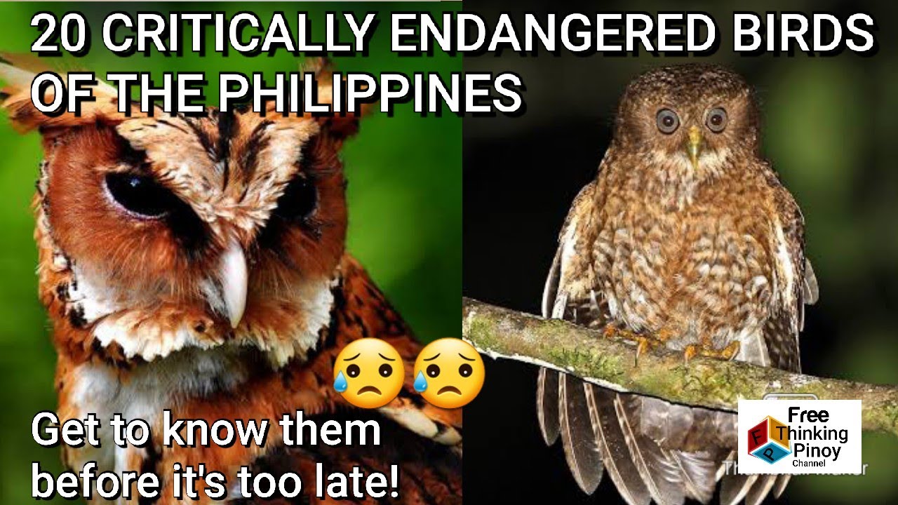 TOP 20 ENDANGERED BIRDS IN THE PHILIPPINES | Mga kakaibang ibon na malapit nang maubos sa Pinas