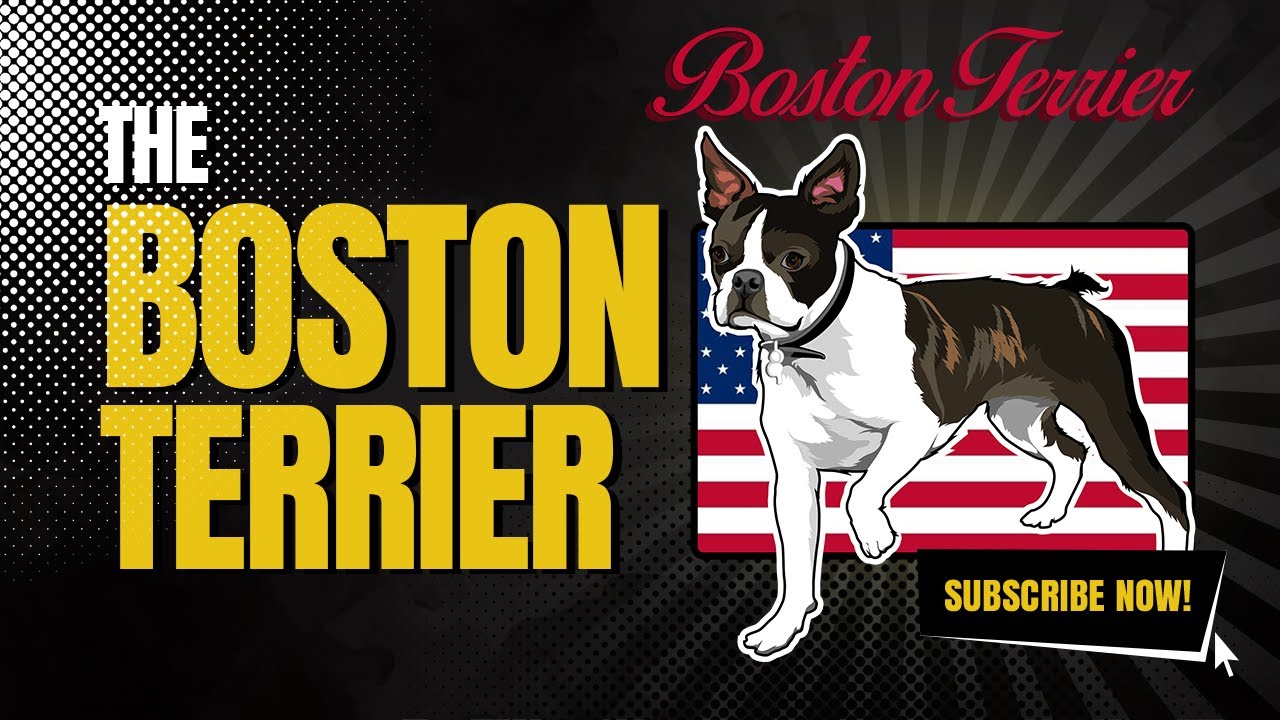 Boston Terrier History and Breed Facts