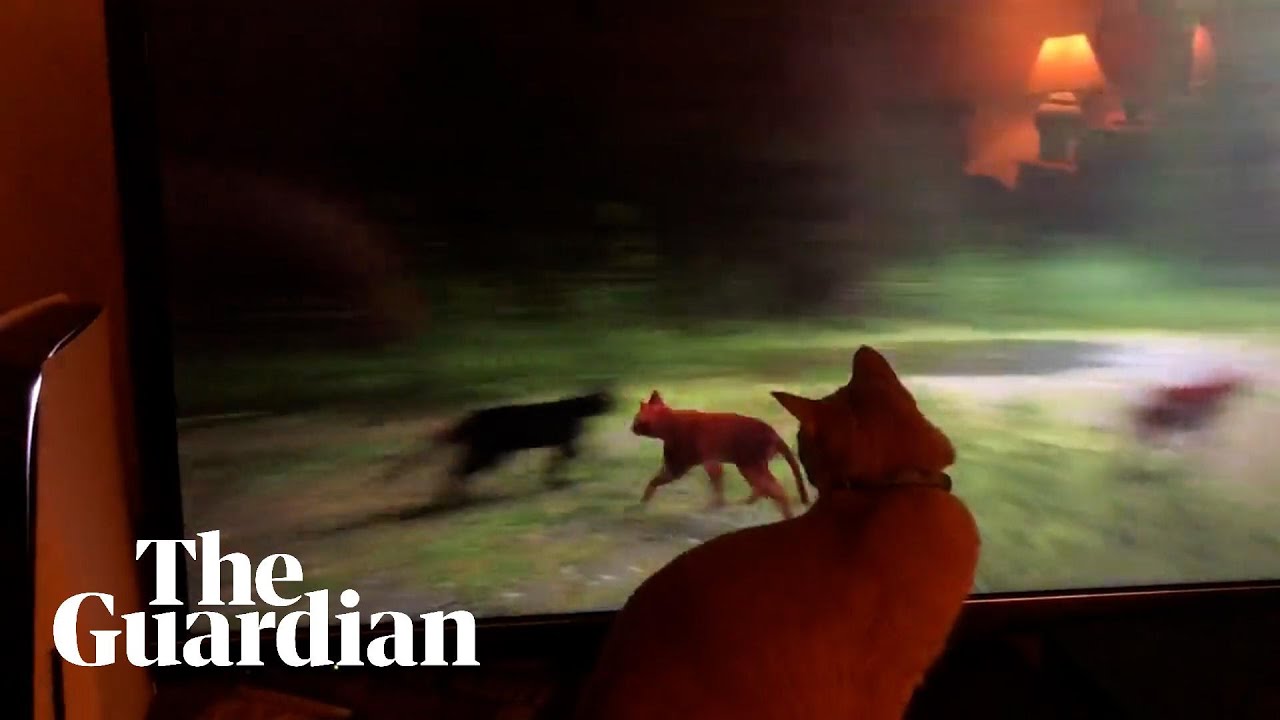 Video game Stray delights pet cats
