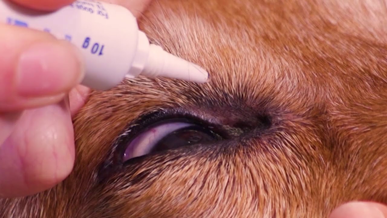 ¿Cómo aplicar una pomada ocular en el perro?