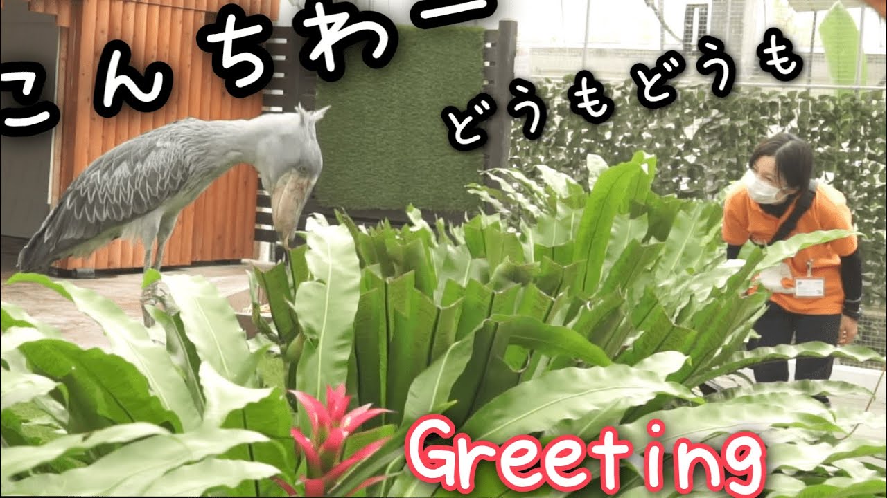 掛川花鳥園ハシビロコウのふたば Shoebill Futaba with English subtitlesお辞儀合戦再びGreeting match again