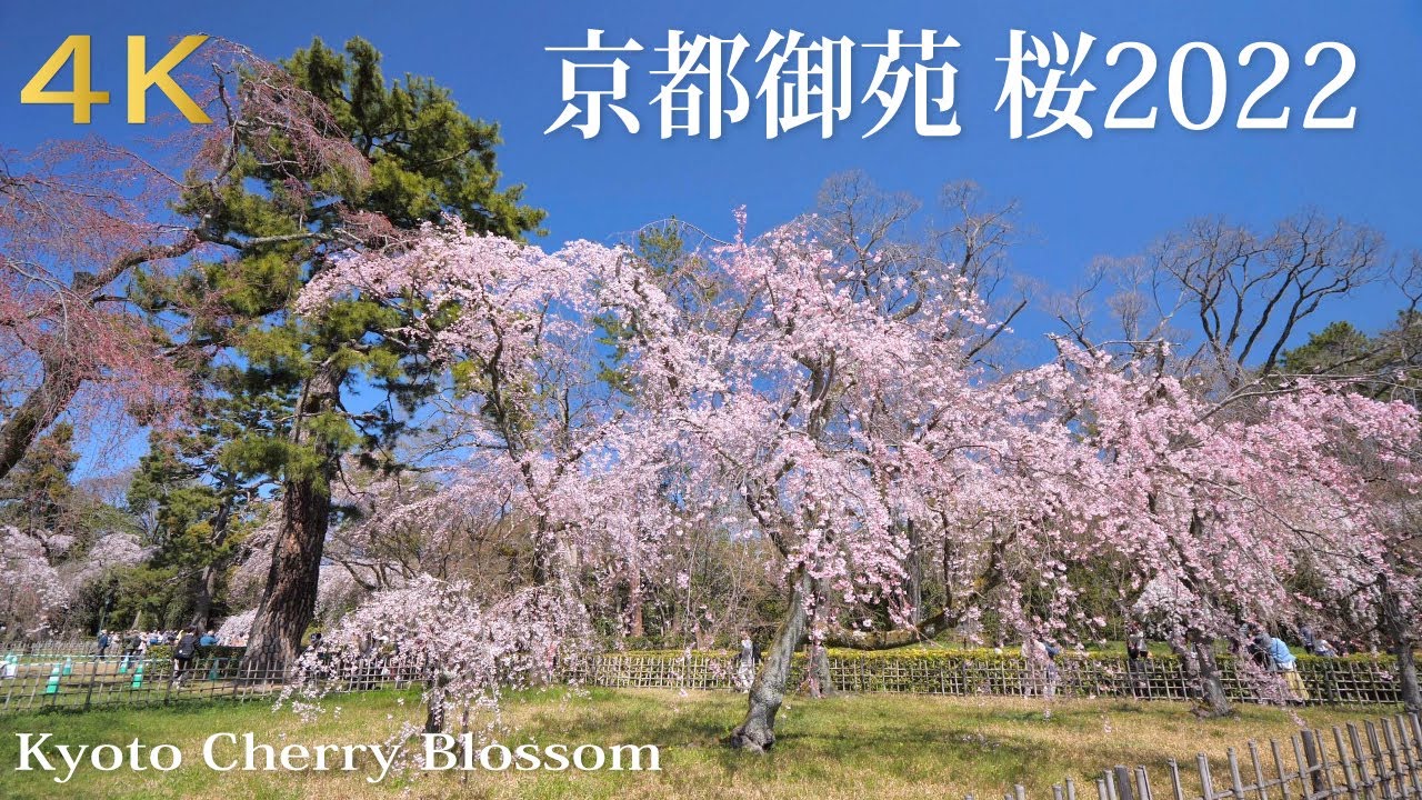京都御苑の桜 2022 Cherry blossoms【京都桜】