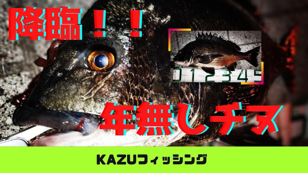 【チニング】年無しチヌGET！アーバンクローラー本領発揮！
