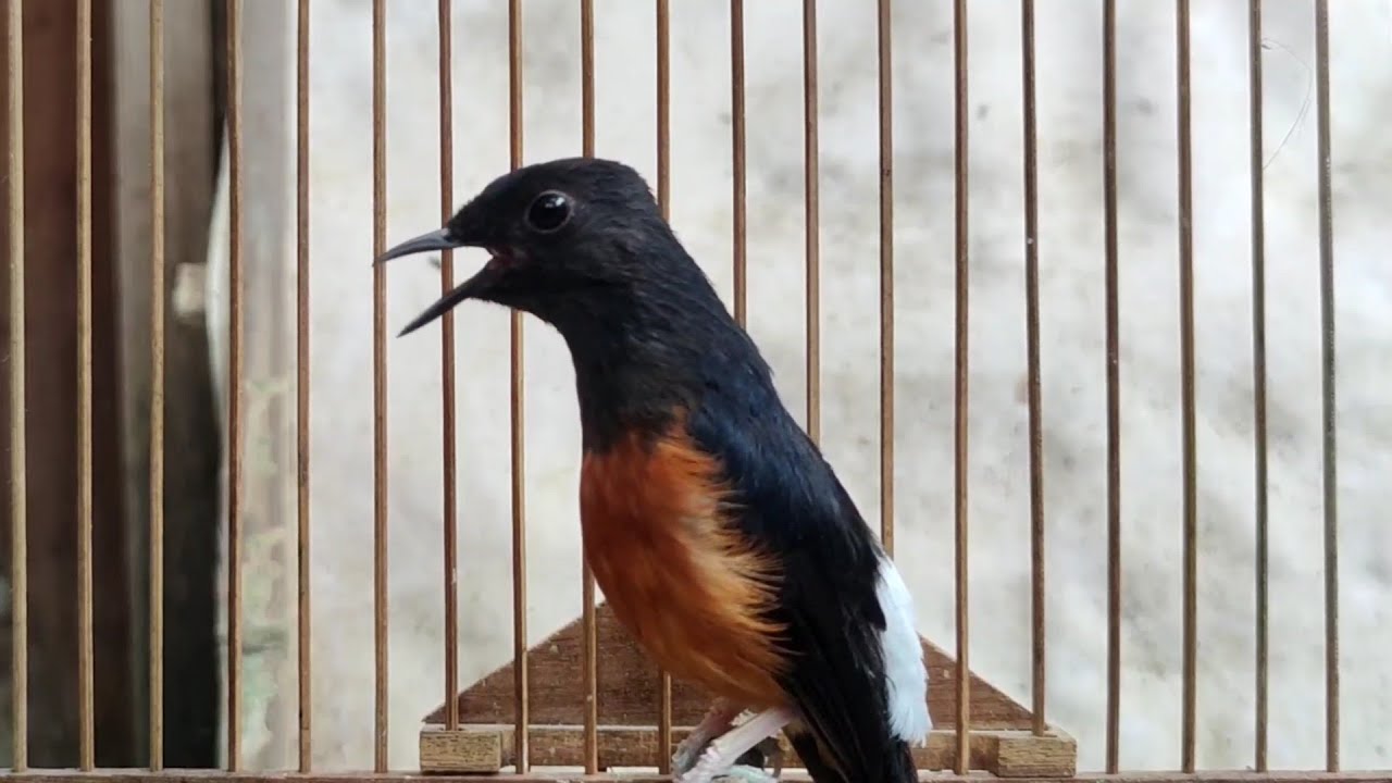 Suara Murai Betina Ini Mampu Merangsang Murai Jantan Jadi EMOSI GACOR !!