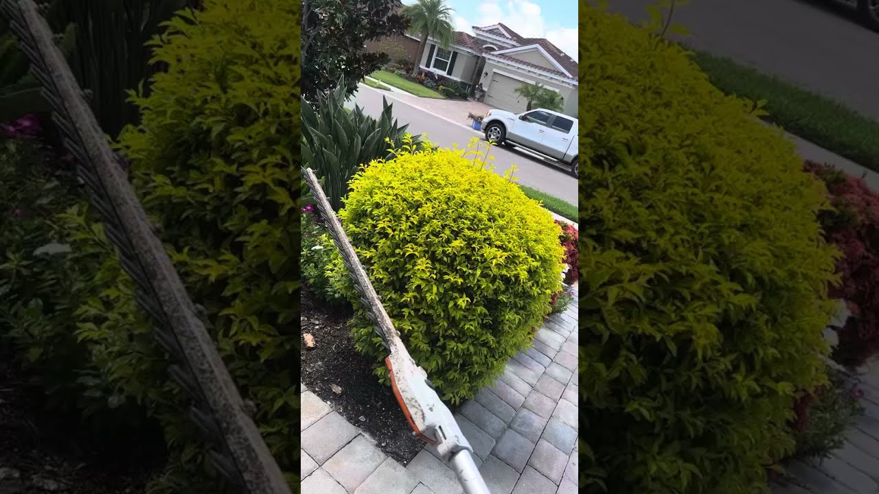 Como trimear las plantas #youtube #yarderos #perfect #amazing #trimmer