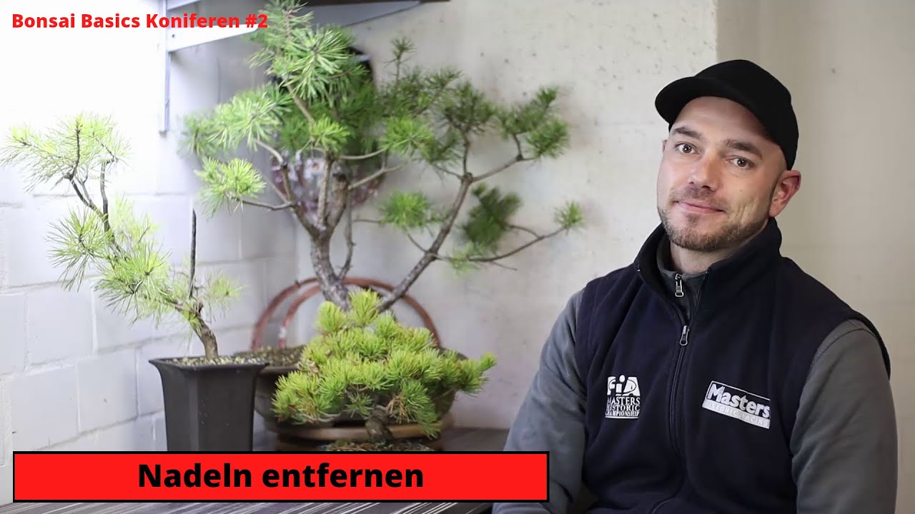 Nadeln entfernen bei Kiefern im Herbst | Bonsai Basics Koniferen #2