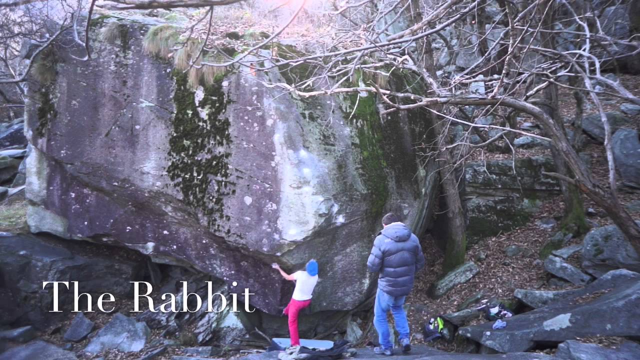 The Rabbit